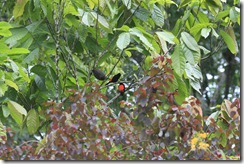 Passerini Tanagers