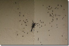 Scorpion and army ants
