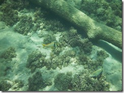 Yellow and white fish