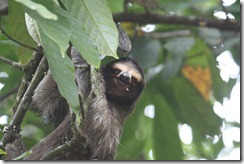 Young sloth