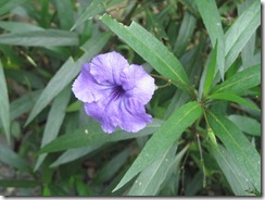 Blue Flower