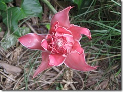 Torch ginger