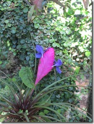Bromeliad flower