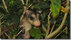 Baby Possum