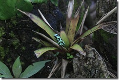 Frog on Bromeliad