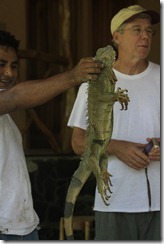 Iguana ready to go back on the tree