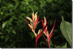 Red and yellow heliconia