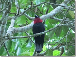 Red Throated Fruitcrow