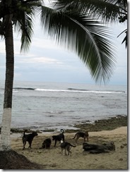 Dogs playing on the beach