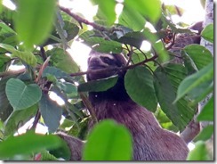 Sloth eating breakfast