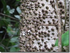 Tree with spikes