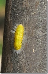Yellow catepillar