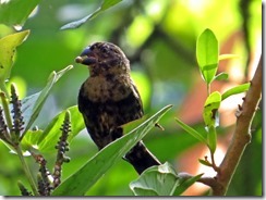 Juvenule seedeater on cacao
