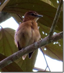 Baby bird just fledged