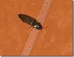 Bug with green eyes