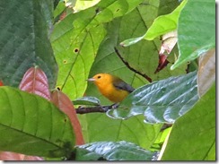 Pronthonatry warbler