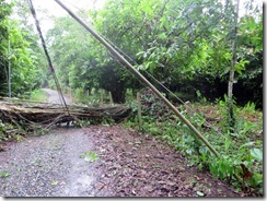 Tree across the road