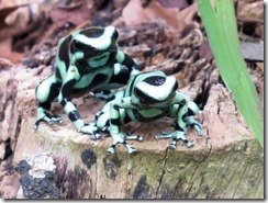 Two Poison Dart Frogs