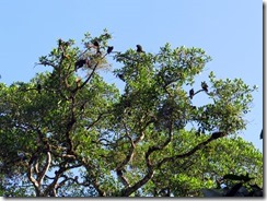 Vultures roosting