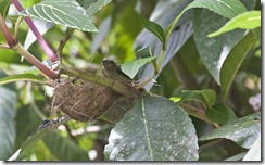Baby White Collared Manakin
