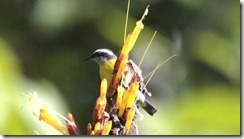 Bananaquit