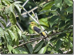 Black and Yellow Tanager 1