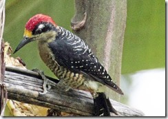 Black cheeked Woodpecker