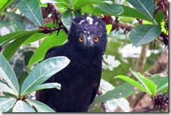 Black Hawk Ealge looking at me