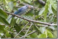 Blue Gray Tanager with seed in mouth
