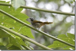 Buff throated Saltator
