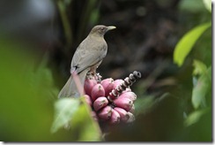 Clay Colored Robin