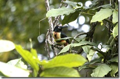 Collared Aracari head turned
