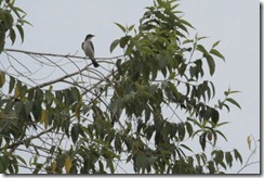 Eastern Kingbird
