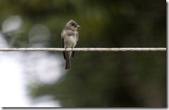 Eastern wood pee-wee