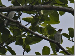 Female masked Tityra cropped