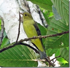 Female Scarlet Tanager