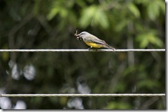 Gray capped flycatcher eating butterfly