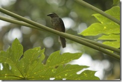 Grayish Saltator