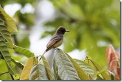 Great Crested Flycatcher