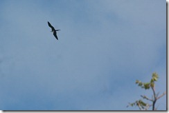 Great frigate juvenile