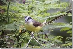 Great Kiskadee (2)
