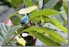 Green honeycreeper