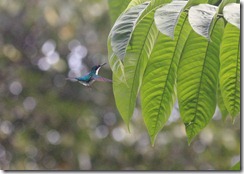 Hummingbird Purple Headed Fairy