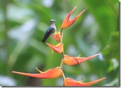 Hummingbird Violet headed or Violet Crowned Woodnyph maybe
