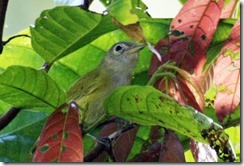 Lesser Greenlet 1