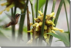 Little Hermit Hummingbird