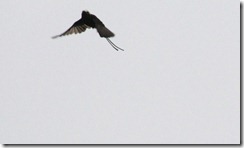 Long tailed Tyrant flying away