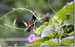 Male and female scarlet rumped tanager