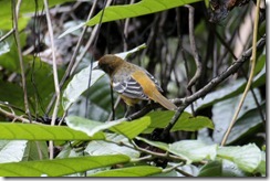 Northern Baltimore Oriole Female