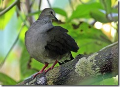 Pale Vented Pigeon
